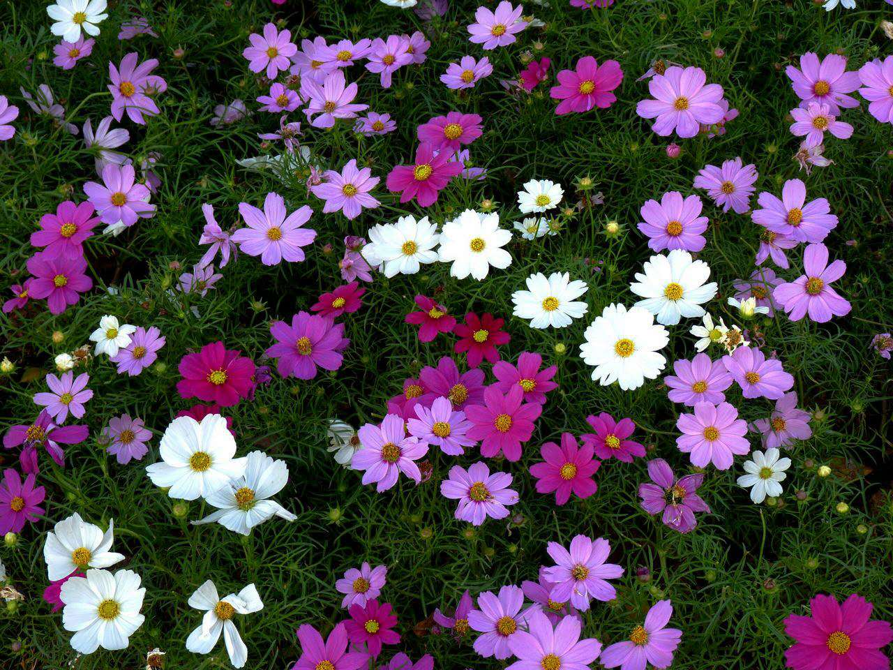 长沙东日园林工程有限公司,长沙园林绿化工程,长沙绿化养护管理