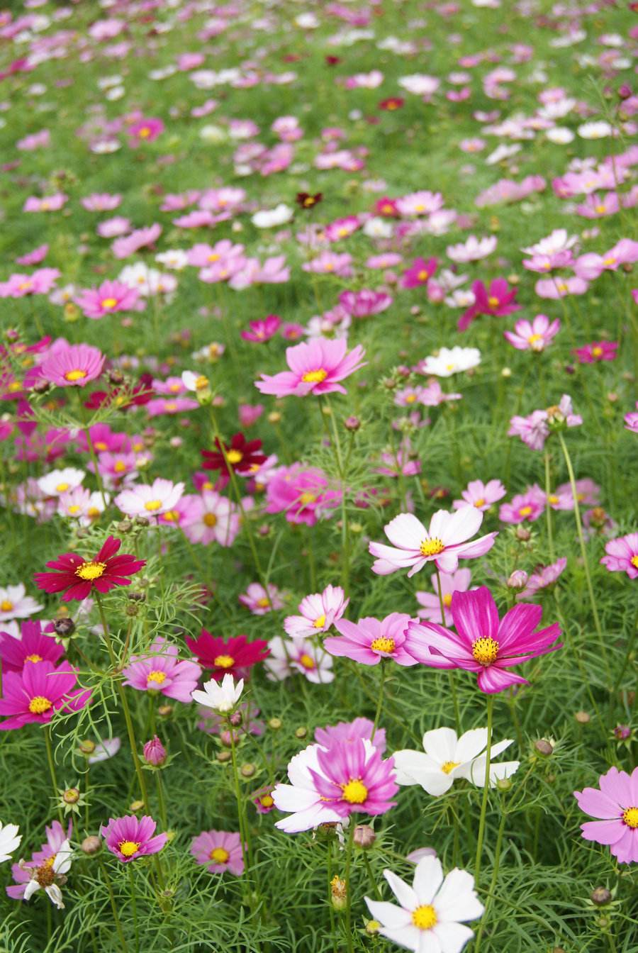 长沙东日园林工程有限公司,长沙园林绿化工程,长沙绿化养护管理