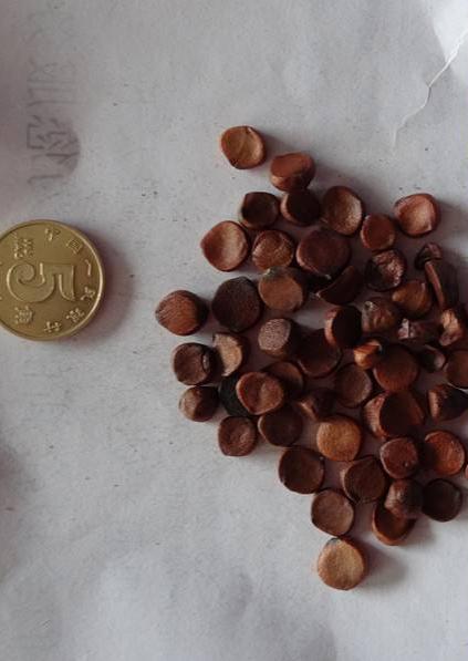 长沙东日园林工程有限公司,长沙园林绿化工程,长沙绿化养护管理