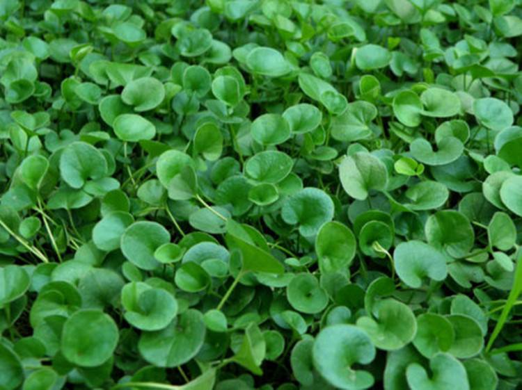 长沙东日园林工程有限公司,长沙园林绿化工程,长沙绿化养护管理