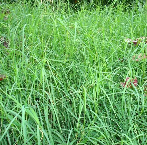 长沙东日园林工程有限公司,长沙园林绿化工程,长沙绿化养护管理