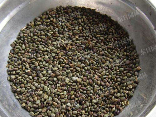 长沙东日园林工程有限公司,长沙园林绿化工程,长沙绿化养护管理