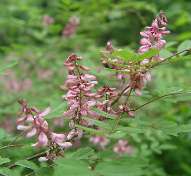 长沙东日园林工程有限公司,长沙园林绿化工程,长沙绿化养护管理
