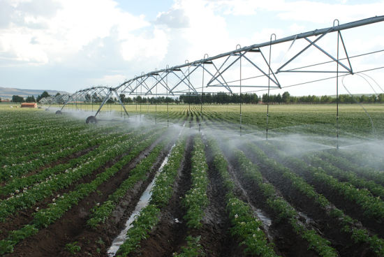 长沙东日园林工程有限公司,长沙园林绿化工程,长沙绿化养护管理