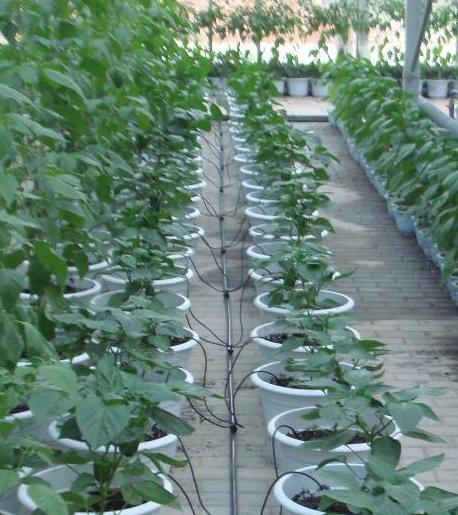 长沙东日园林工程有限公司,长沙园林绿化工程,长沙绿化养护管理